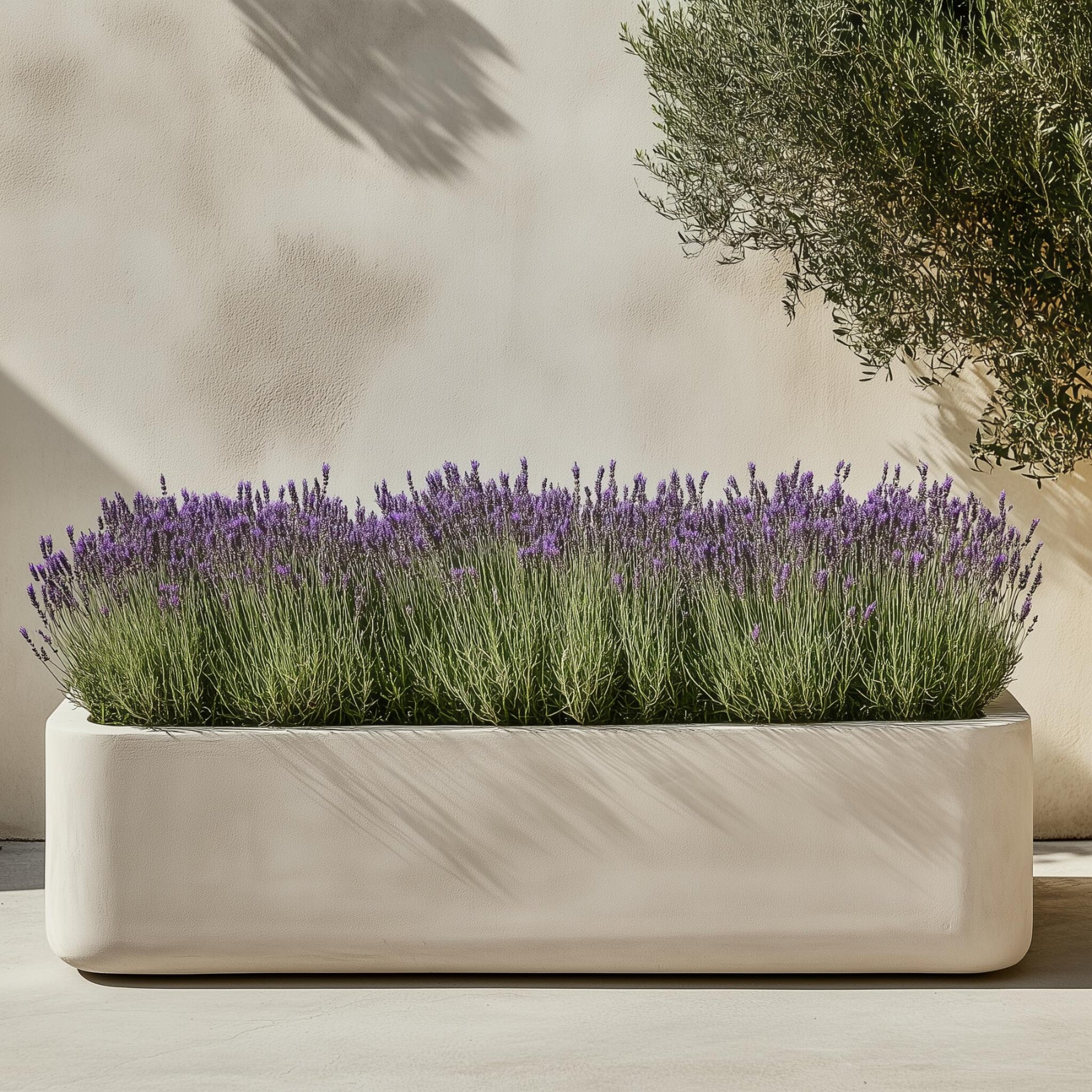 Árbol De Lavanda - Lavandula Stoechas 'anouk' - Altura 25-35cm - ⌀15cm_1