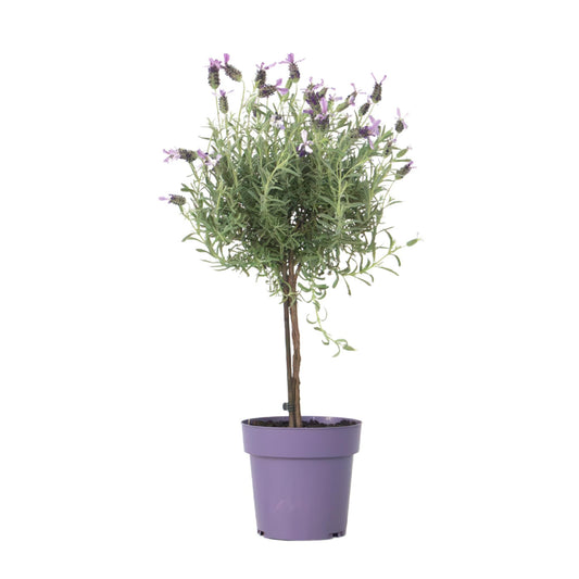 Árbol De Lavanda - Lavandula Stoechas 'anouk' - Altura 45-55cm - ⌀15cm_0