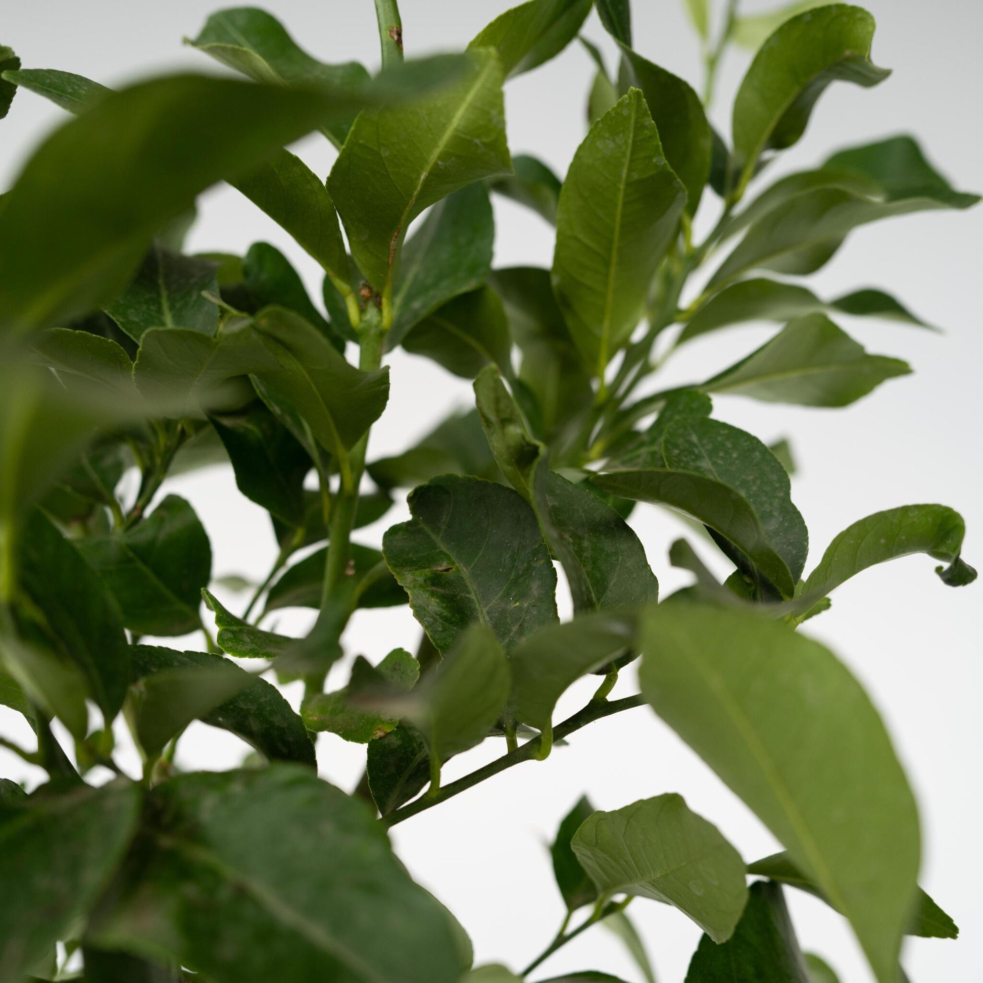 Árbol De Limón - 2 Pzs - Citrus Limon - Altura 100-120cm - ⌀19cm_3