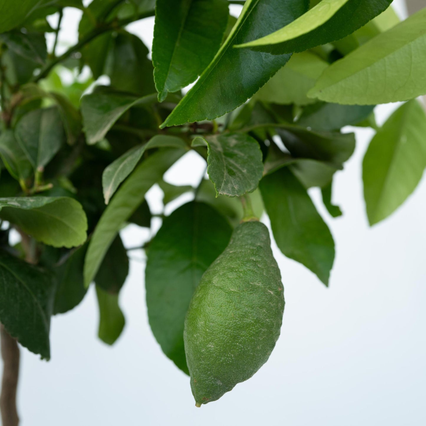 Árbol De Limón - 2 Pzs - Citrus Limon - Altura 60-70cm - ⌀19cm_3