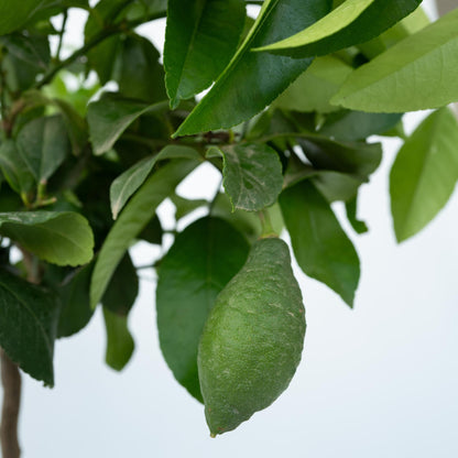 Árbol De Limón - 2 Pzs - Citrus Limon - Altura 60-70cm - ⌀19cm_3