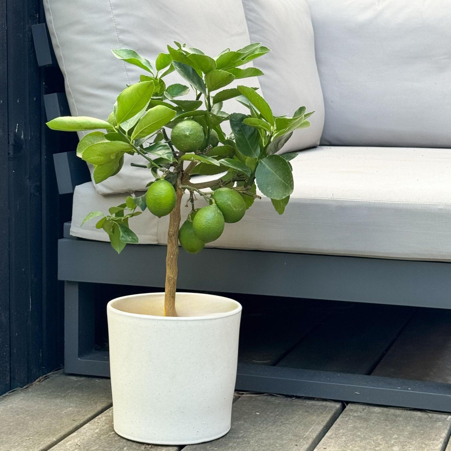 Árbol De Limón - Citrus Limon - Altura 60-70cm - ⌀19cm_1