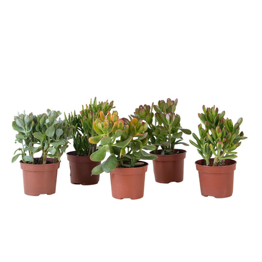Árbol Del Dinero - Mix 5 Crassula Ovata - Alt. 10-25 Cm - Maceta 12 Cm_0