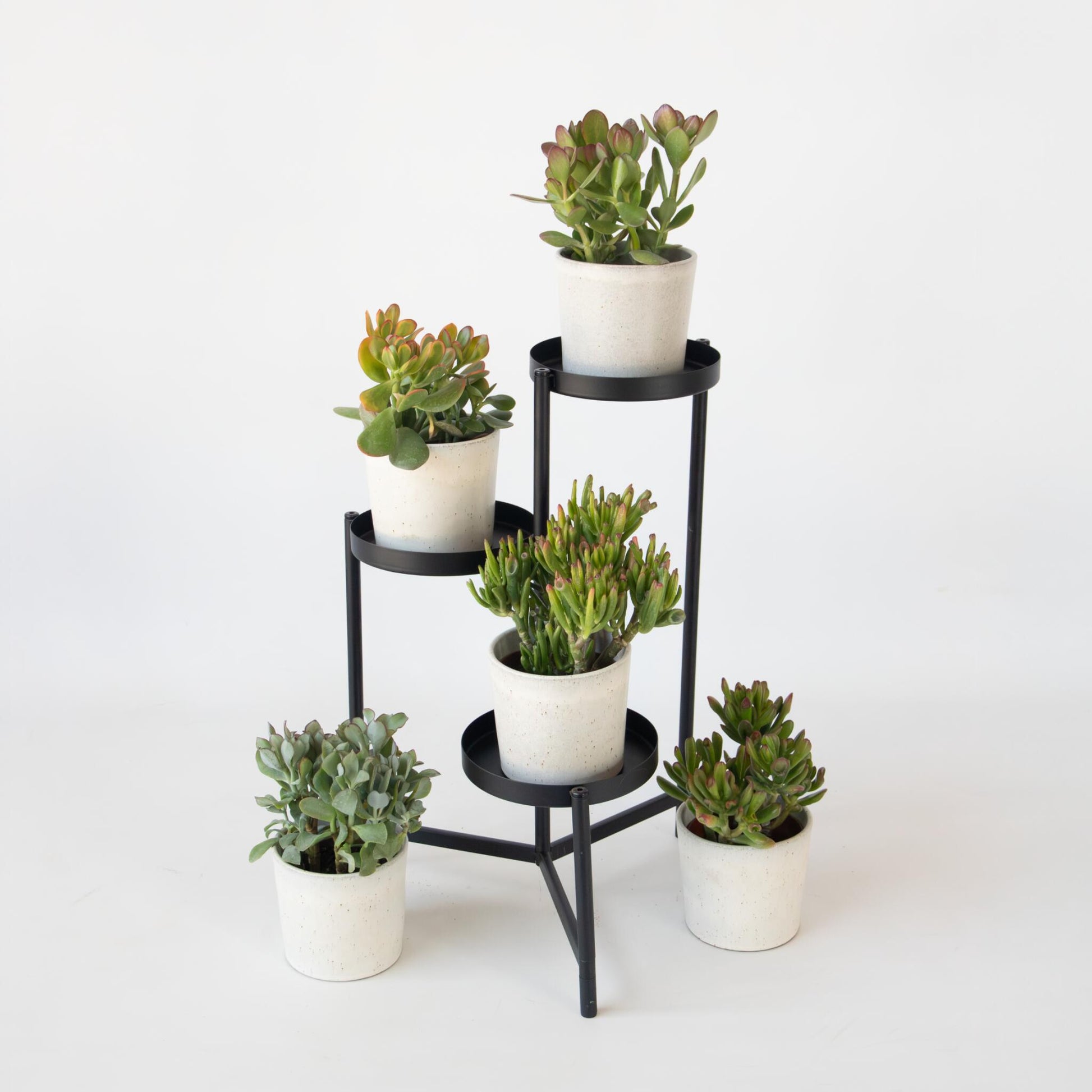 Árbol Del Dinero - Mix 5 Crassula Ovata - Alt. 10-25 Cm - Maceta 12 Cm_1