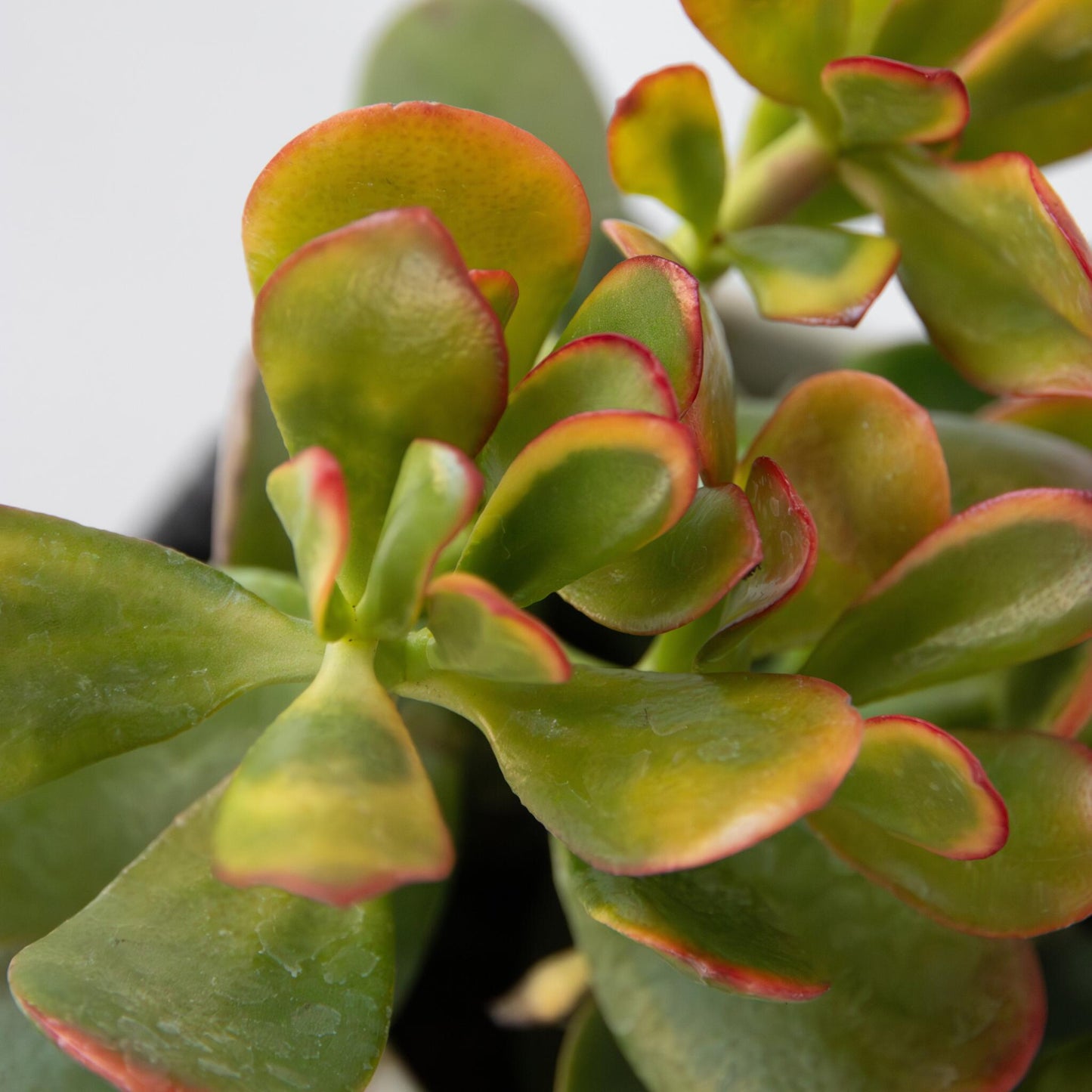 Árbol Del Dinero - Mix 5 Crassula Ovata - Alt. 10-25 Cm - Maceta 12 Cm_3