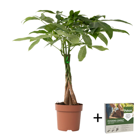Árbol Del Dinero - Pachira Aquatica - Altura 60-70cm - ⌀17cm_0