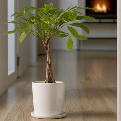 Árbol Del Dinero - Pachira Aquatica - Altura 60-70cm - ⌀17cm_1