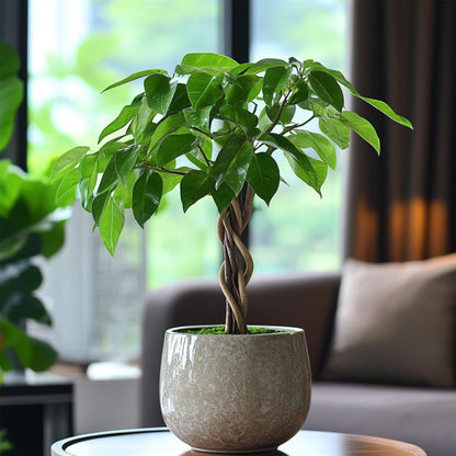 Árbol Del Dinero - Pachira Aquatica - Altura 60-70cm - ⌀17cm_4