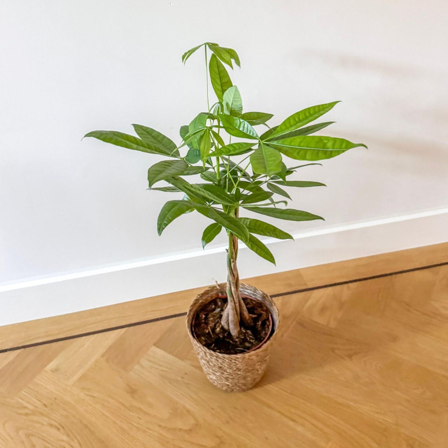 Árbol Del Dinero - Pachira Aquatica - Incluye Cesta - Altura 60-70cm - ⌀17cm_1