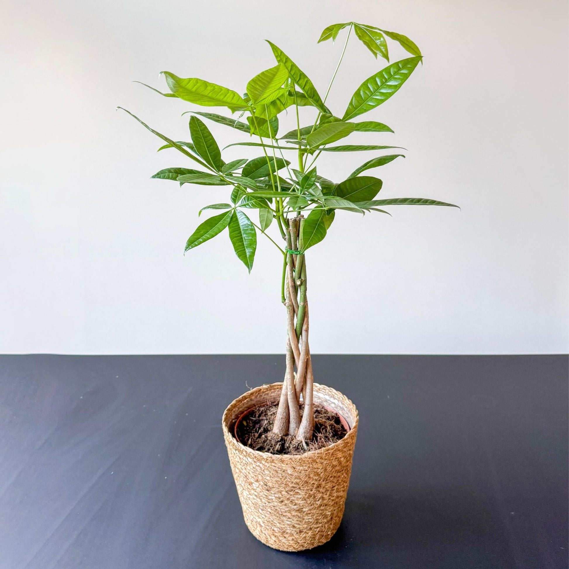 Árbol Del Dinero - Pachira Aquatica - Incluye Cesta - Altura 60-70cm - ⌀17cm_4