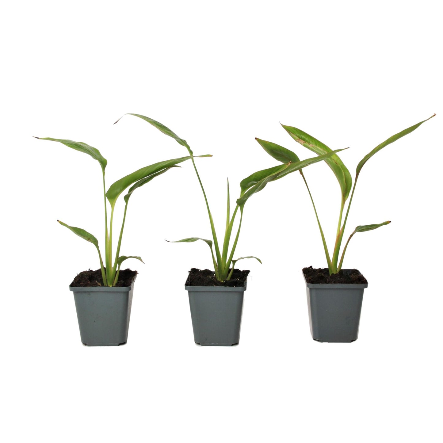 Árbol Del Viajero - 3 Pzs - Ravenala Madagascariensis - Altura 25-40cm - ⌀9cm_0