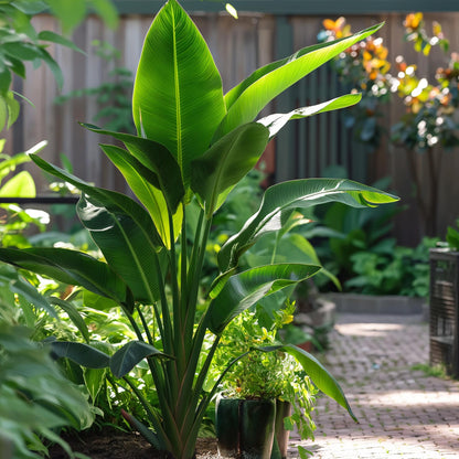 Árbol Del Viajero - 3 Pzs - Ravenala Madagascariensis - Altura 25-40cm - ⌀9cm_1