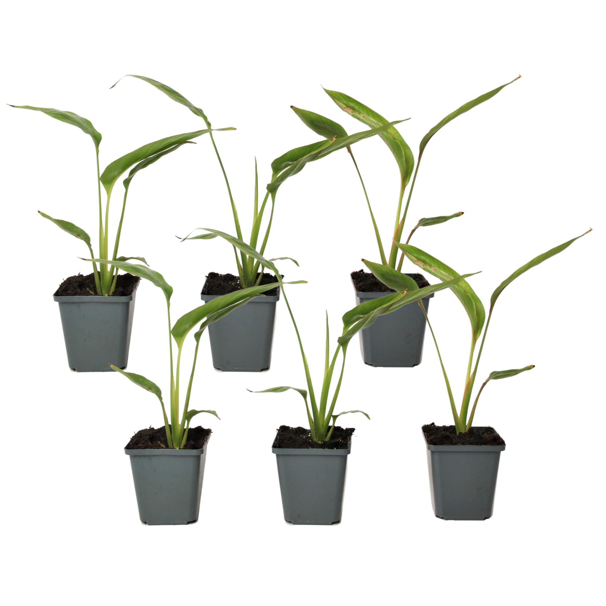 Árbol Del Viajero - 6 Pzs - Ravenala Madagascariensis - Altura 25-40cm - ⌀9cm_0