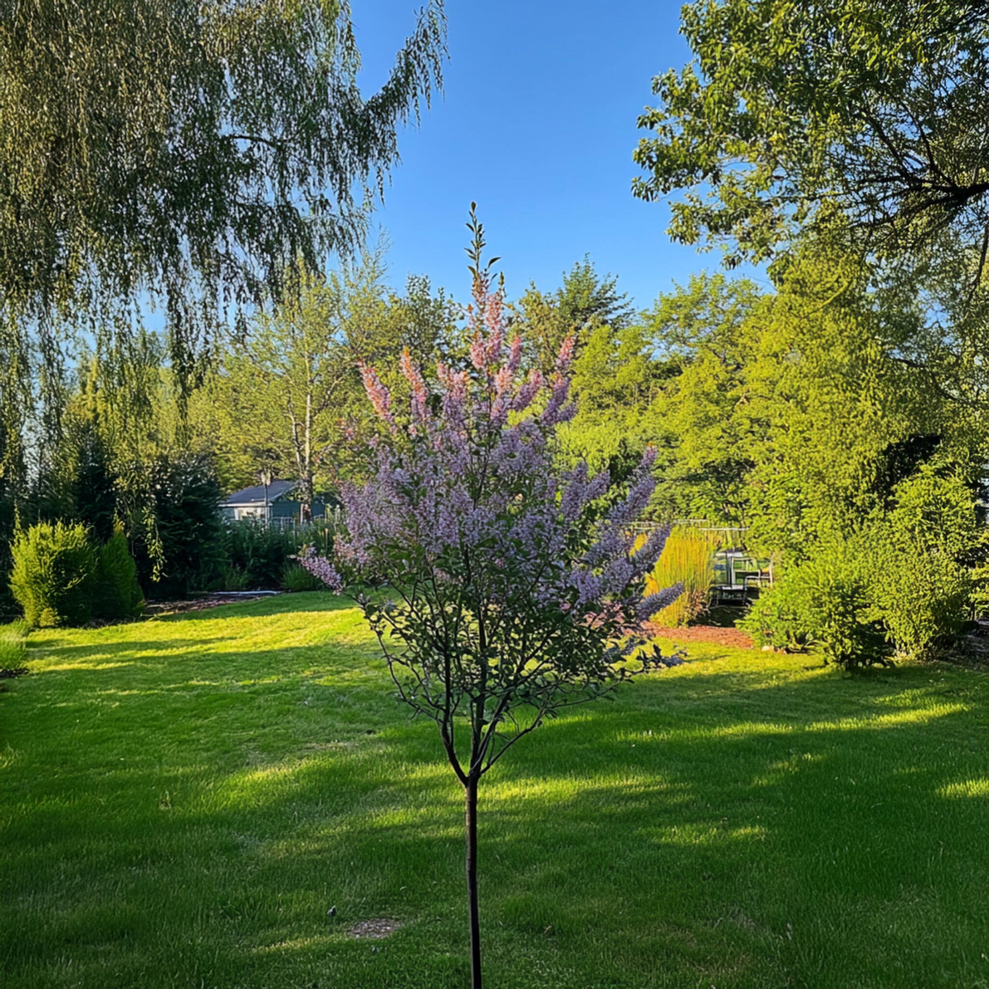 Árbol Flamenco - 2 Pzs - Salix Integra 'flamingo' - Altura 90-110cm - ⌀19cm_1