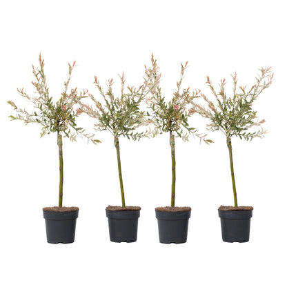 Árbol Flamenco - 4 Pzs - Salix Integra 'flamingo' - Altura 60-80cm - ⌀17cm_0