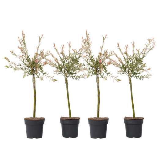 Árbol Flamenco - 4 Pzs - Salix Integra 'flamingo' - Altura 60-80cm - ⌀17cm_0