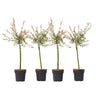 Árbol Flamenco - 4 Pzs - Salix Integra 'flamingo' - Altura 60-80cm - ⌀17cm