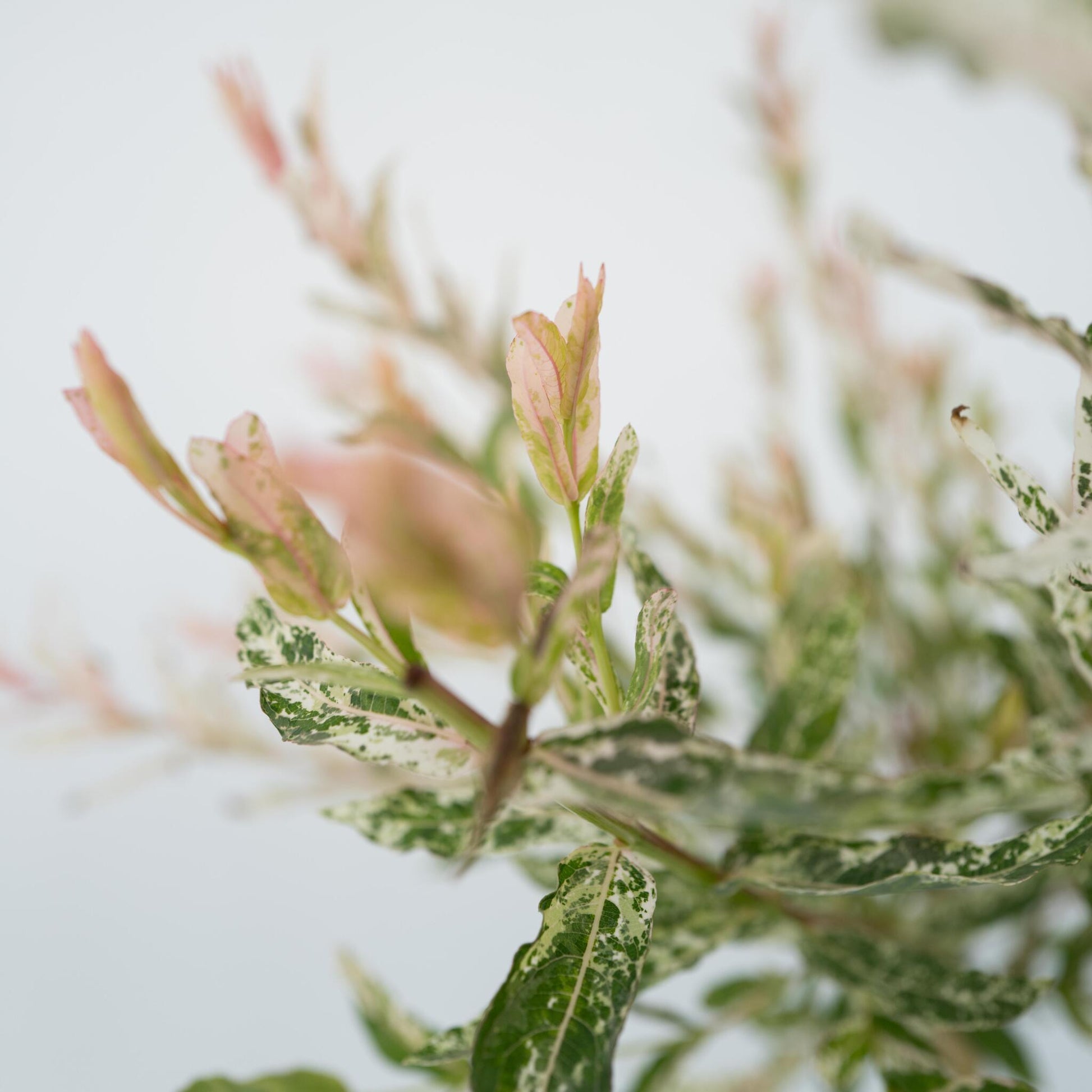 Árbol Flamenco - Salix Integra 'flamingo' - Altura 60-80cm - Maceta 17cm_3