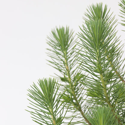 Árbol Navideño - Pinus Pinea 'silver Crest' - Altura 40-50cm - ⌀15cm_3