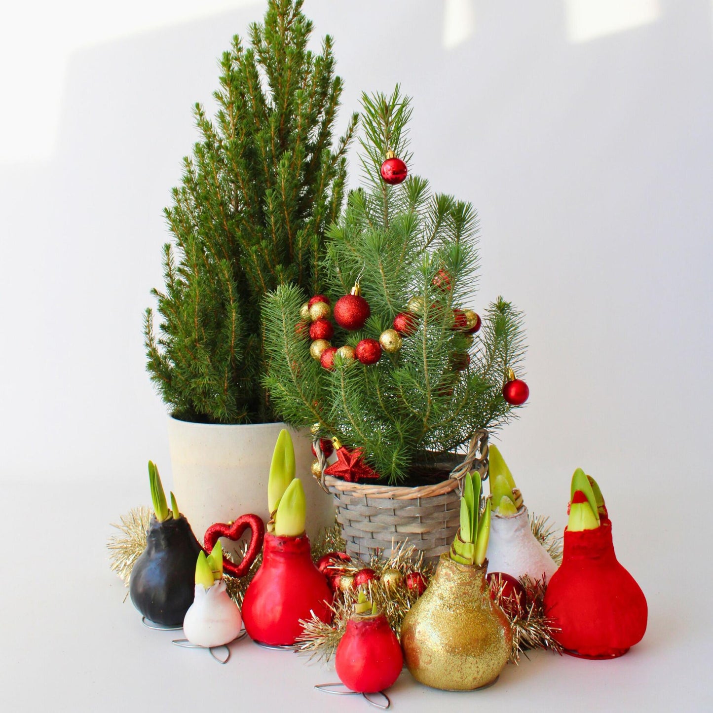 Árbol Navideño - Pinus Pinea 'silver Crest' - Altura 40-50cm - ⌀15cm_4
