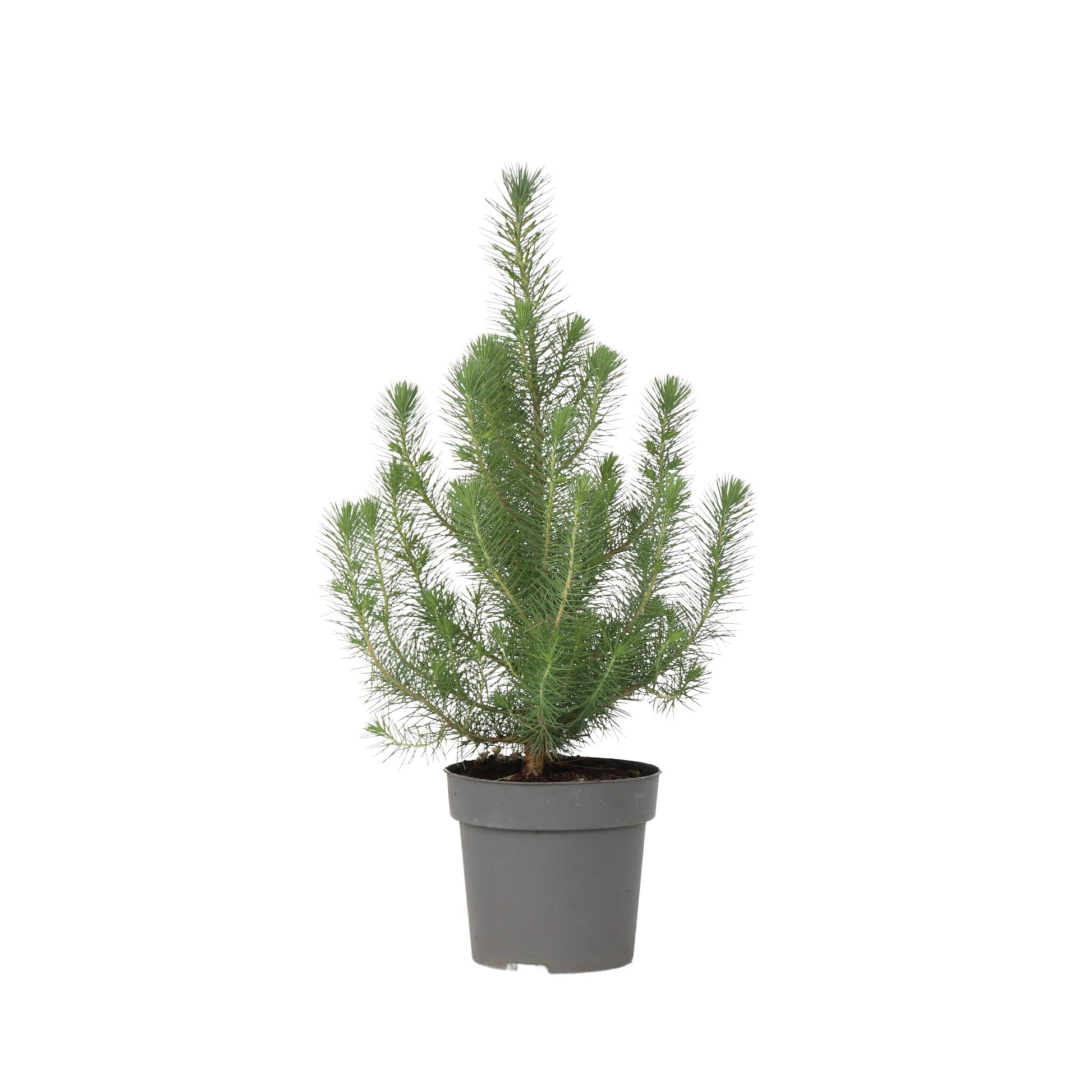 Árbol Navideño - Pinus Pinea 'silver Crest' - Altura 45-55cm - ⌀17cm_0