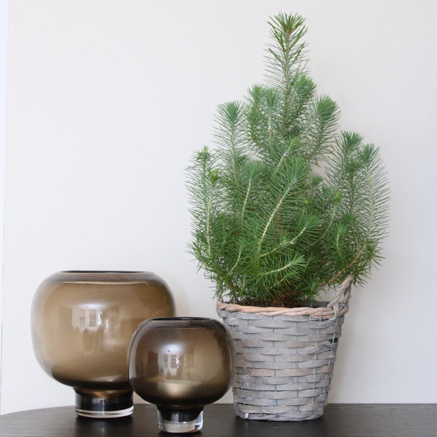 Árbol Navideño - Pinus Pinea 'silver Crest' - Altura 45-55cm - ⌀17cm_1