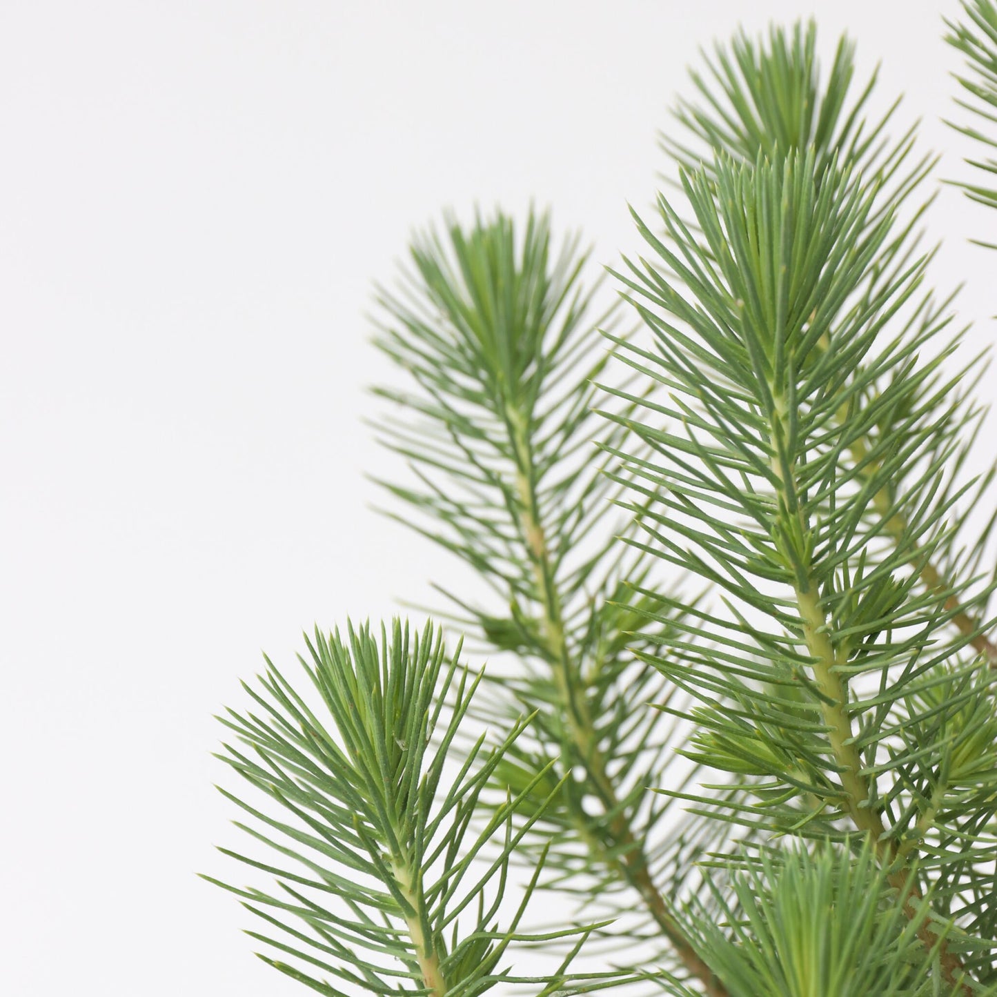 Árbol Navideño - Pinus Pinea 'silver Crest' - Altura 45-55cm - ⌀17cm_3