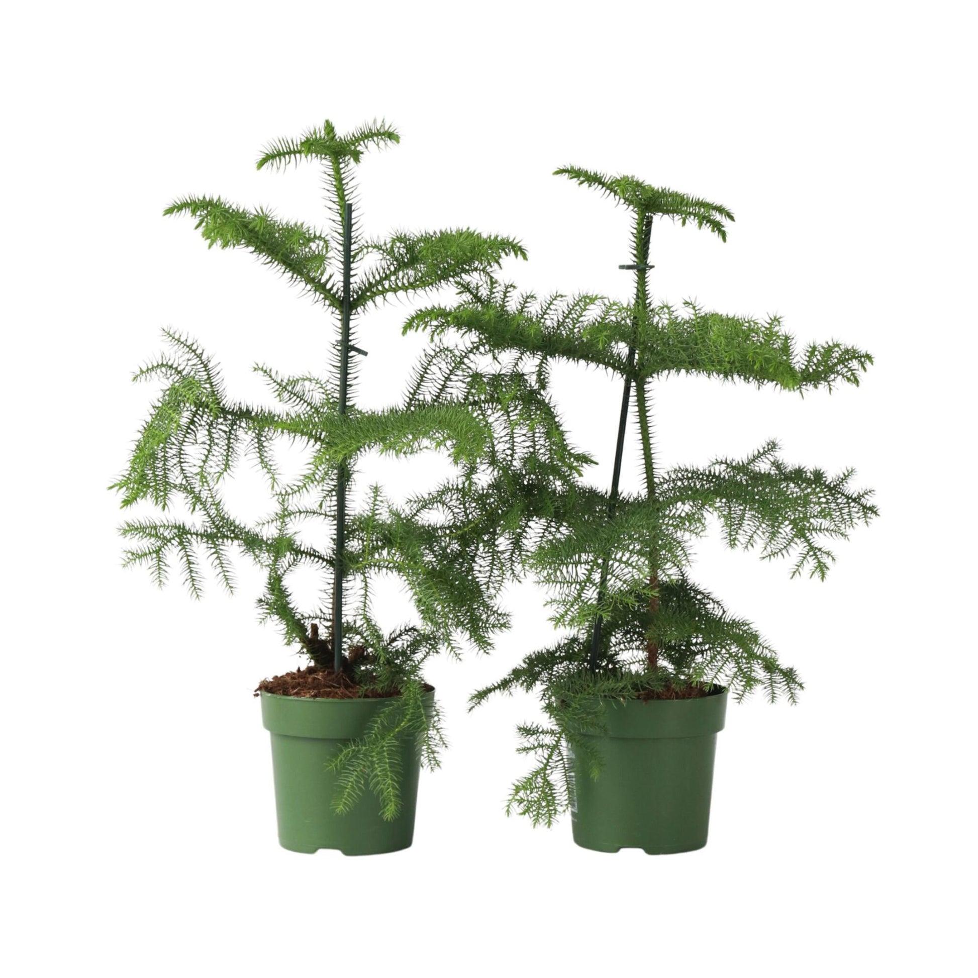 Arbolapp Canarias - 2 Pzs - Araucaria Heterophylla - Altura 45-55cm - ⌀14cm_0