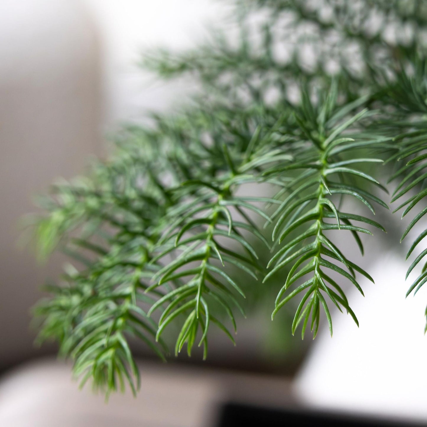 Arbolapp Canarias - Araucaria Heterophylla - Altura 45-55cm - ⌀14cm_3