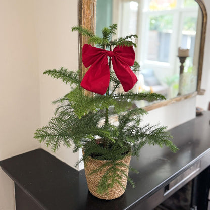 Arbolapp Canarias - Araucaria Heterophylla - Altura 45-55cm - ⌀14cm_4