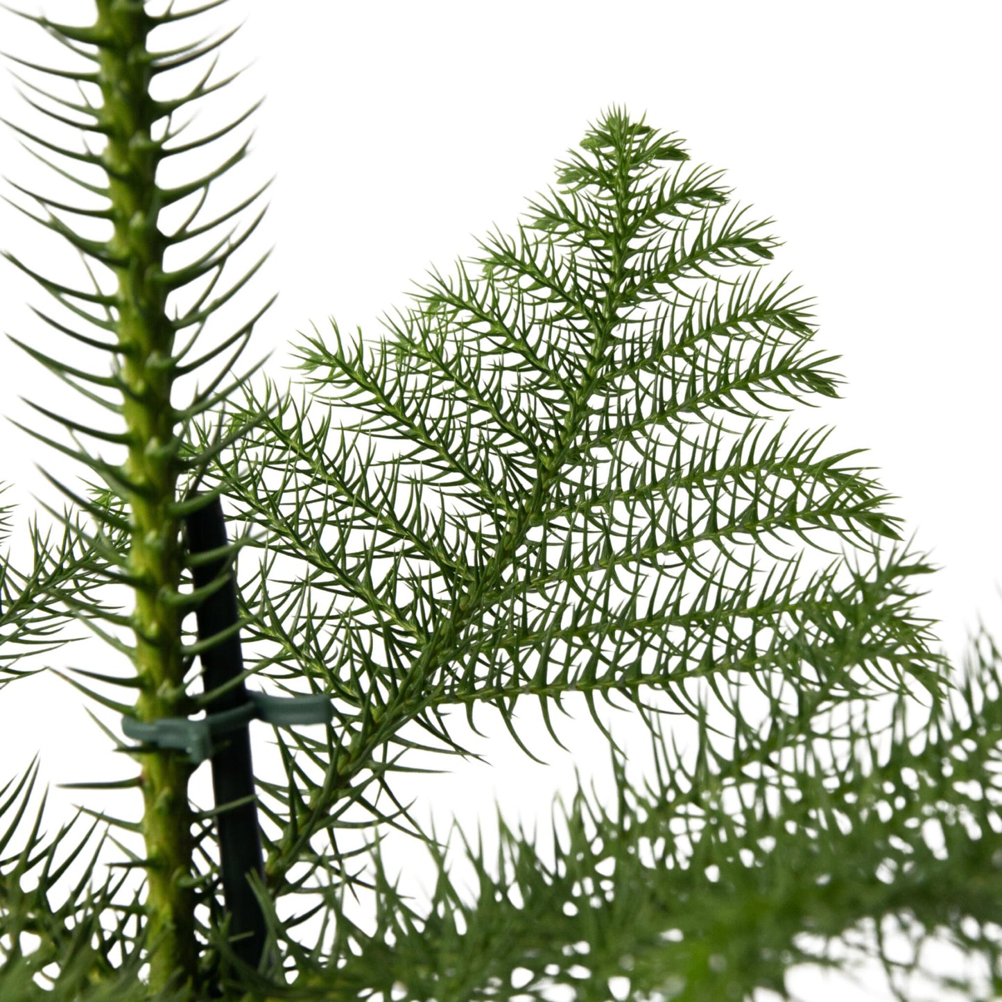 Arbolapp Canarias - Araucaria Heterophylla - Altura 50-60cm - ⌀17cm_3