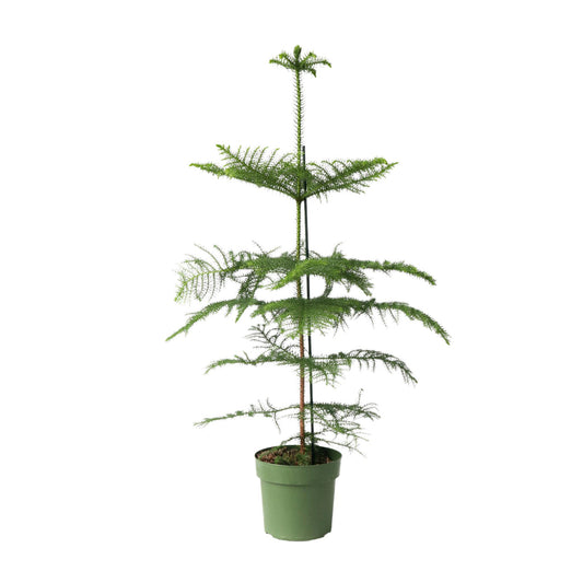 Arbolapp Canarias - Araucaria Heterophylla - Altura 70-80cm - ⌀21cm_0