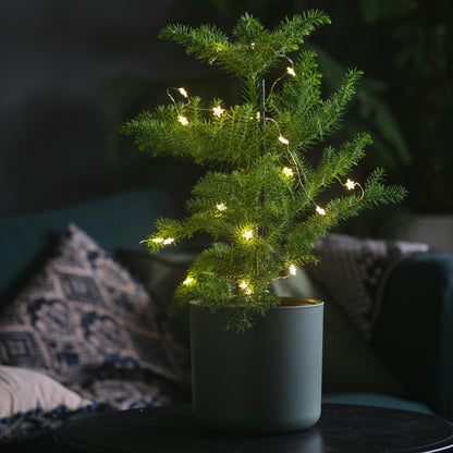 Arbolapp Canarias - Araucaria Heterophylla - Altura 70-80cm - ⌀21cm_1
