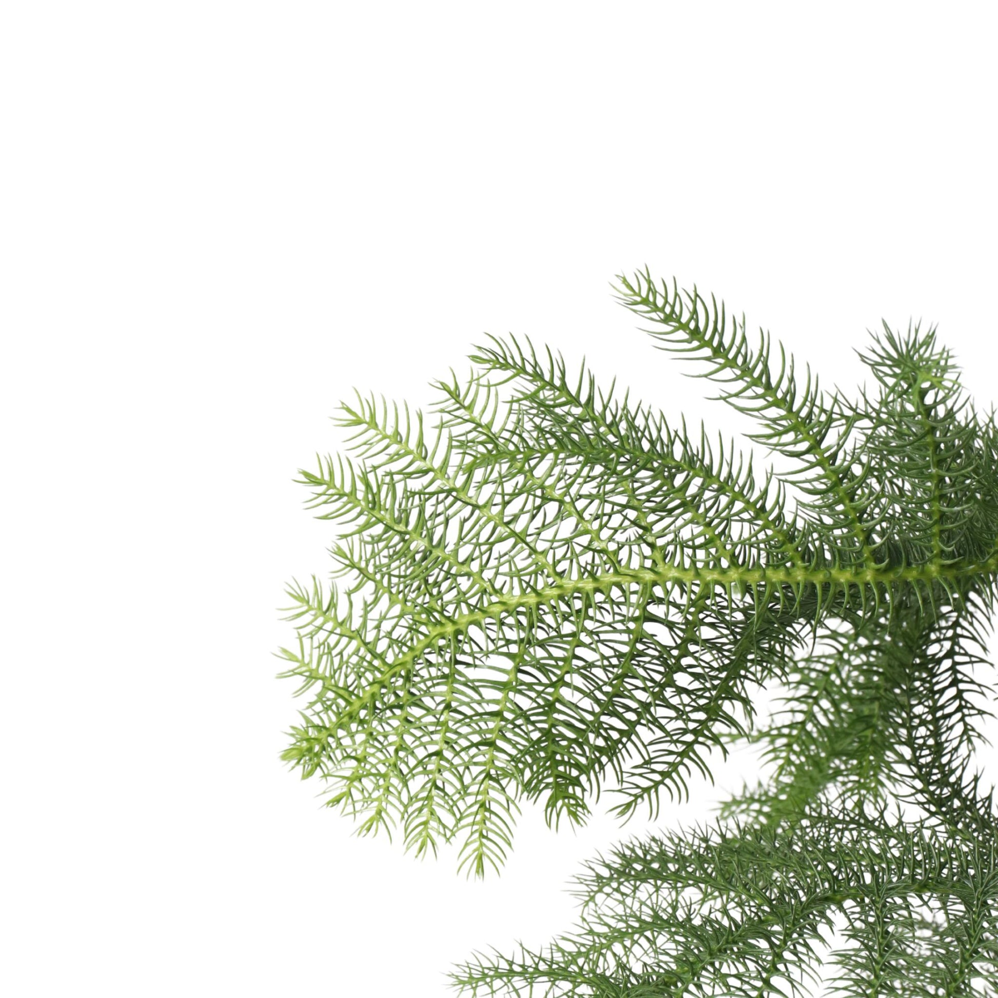 Arbolapp Canarias - Araucaria Heterophylla - Altura 70-80cm - ⌀21cm_3