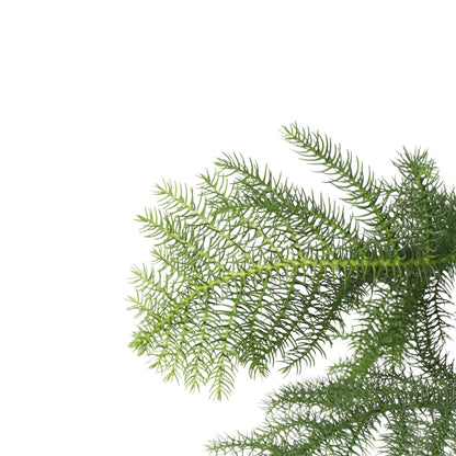 Arbolapp Canarias - Araucaria Heterophylla - Altura 70-80cm - ⌀21cm_3