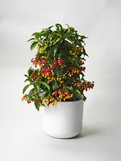 Arbusto Ardisia Premium_0