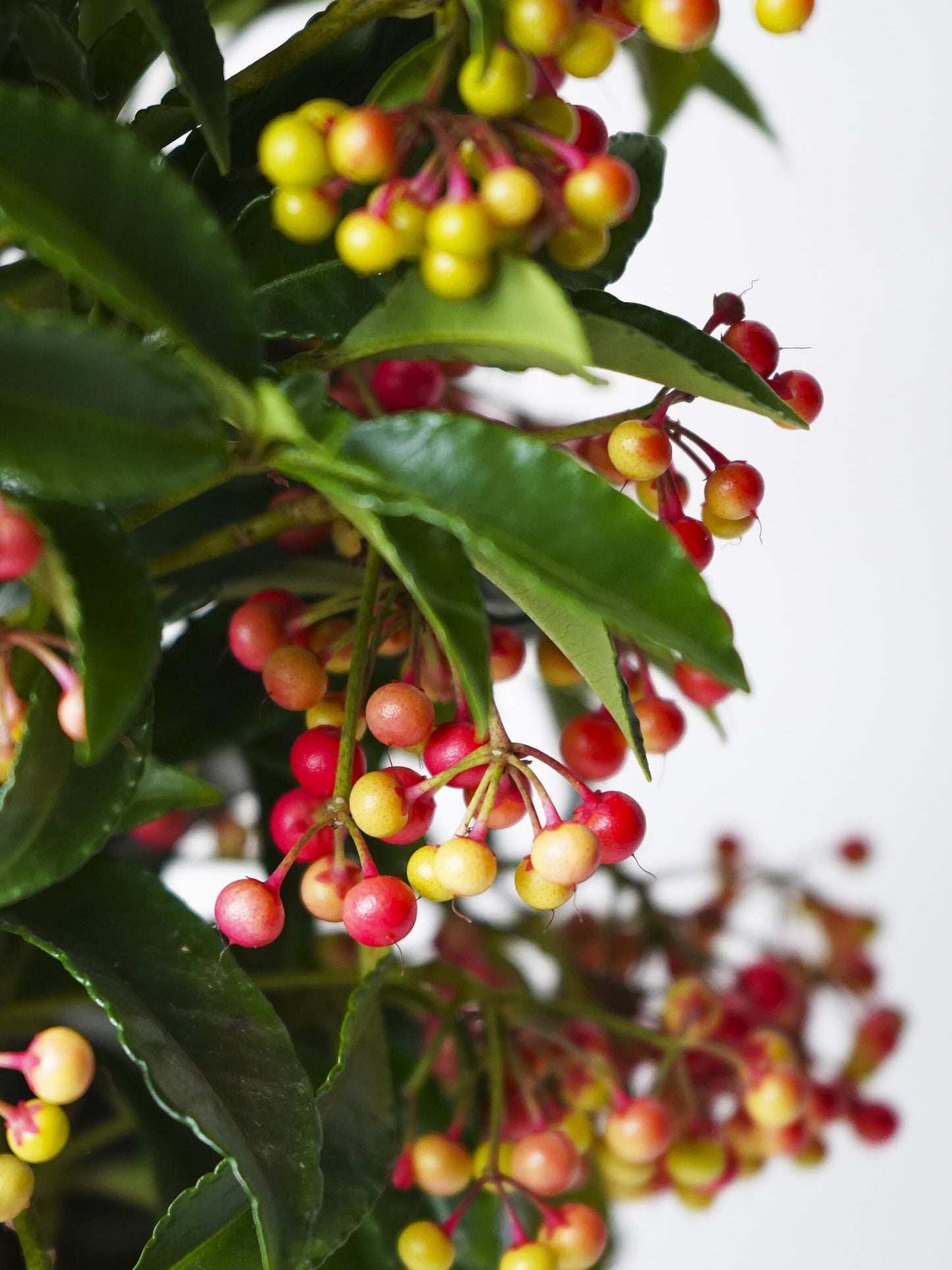 Arbusto Ardisia Premium_1