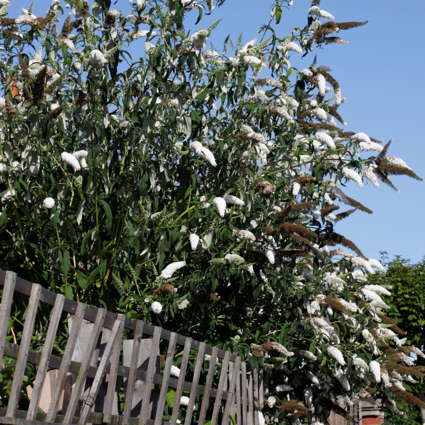 Arbusto De Las Mariposas - 3 Pzs - Buddleja Davidii - Altura 25-40cm - ⌀9cm_1