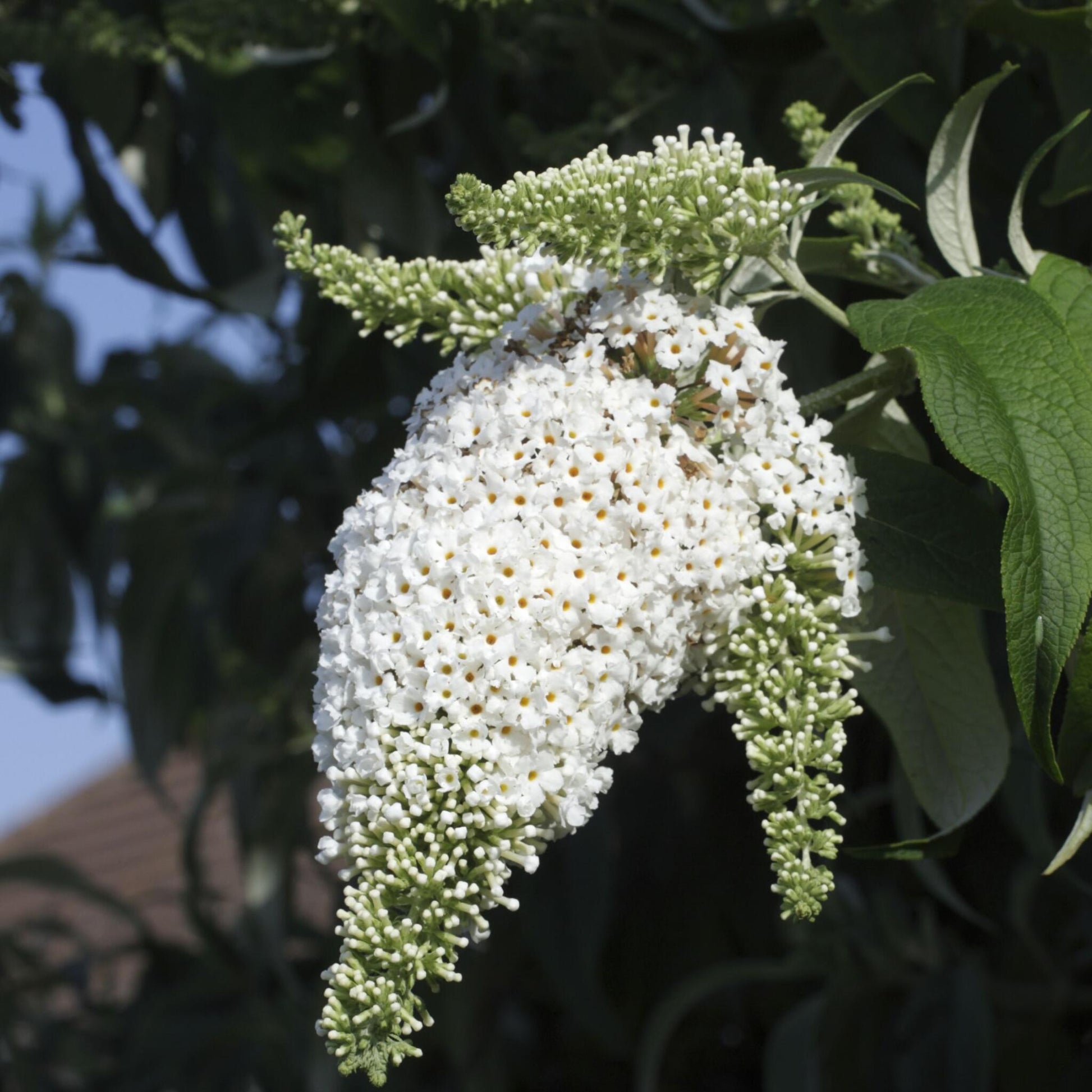 Arbusto De Las Mariposas - 3 Pzs - Buddleja Davidii - Altura 25-40cm - ⌀9cm_3