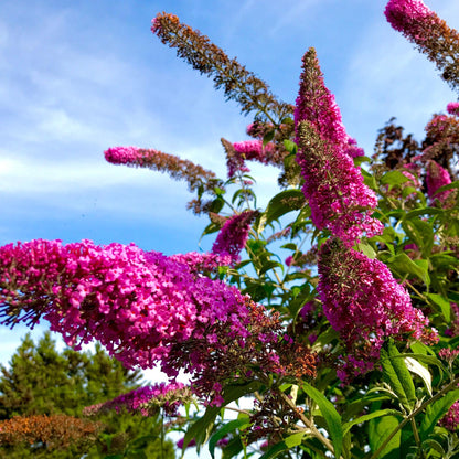 Arbusto De Las Mariposas - 3 Pzs - Buddleja 'pink' - Altura 25-40cm - ⌀9cm_3