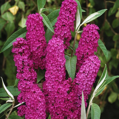 Arbusto De Las Mariposas - 4 Pzs - Buddleja 'red' - Altura 30-40cm - ⌀17cm_1