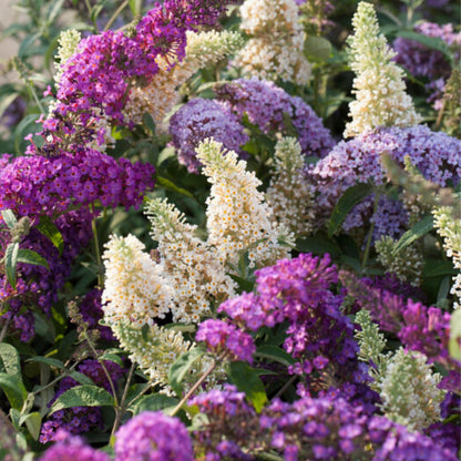Arbusto De Las Mariposas - 6 Pzs - Buddleja Davidii - Altura 25-40cm - ⌀9cm_1