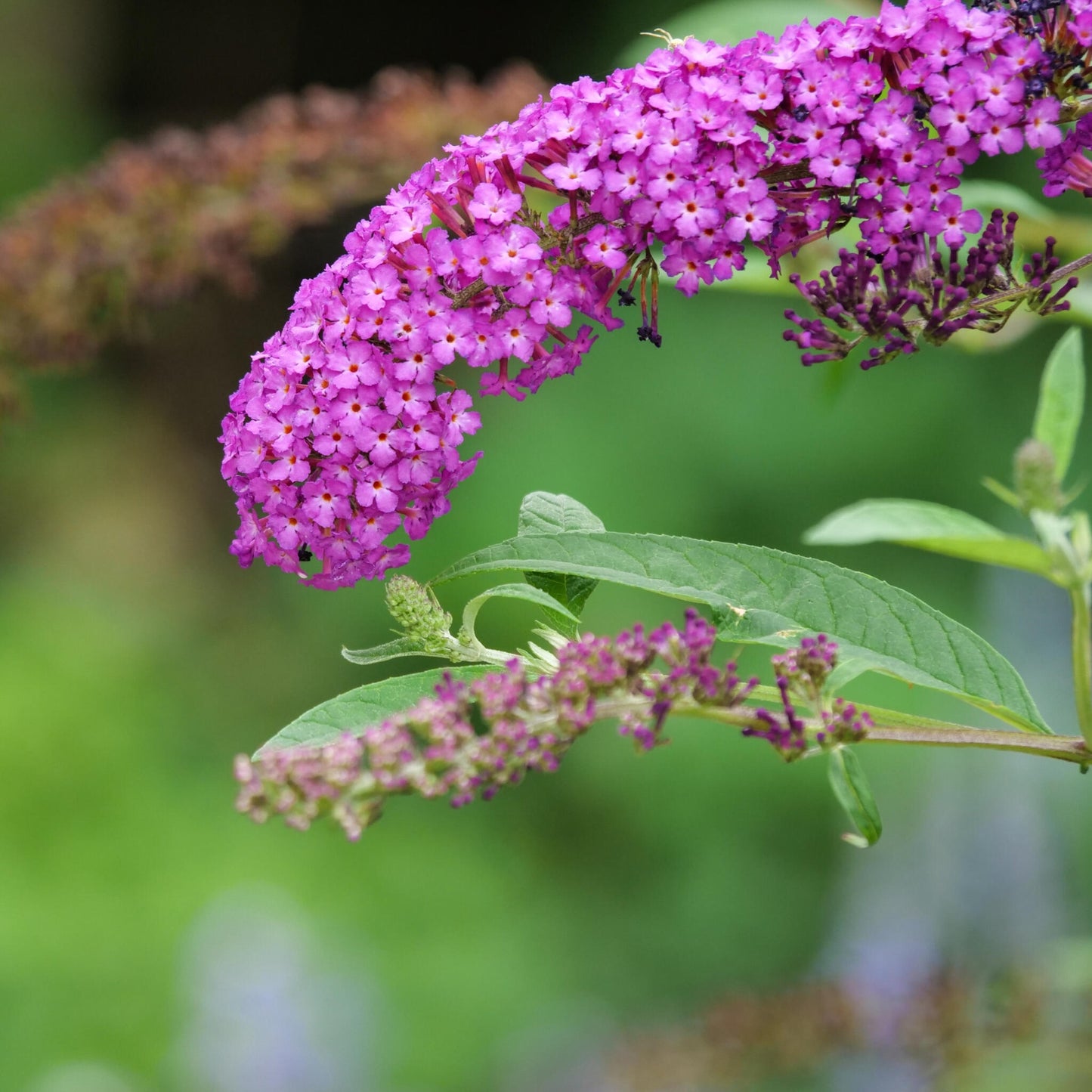 Arbusto De Las Mariposas - Buddleja Davidii 'candy' - Altura 30-40cm - ⌀19cm_1