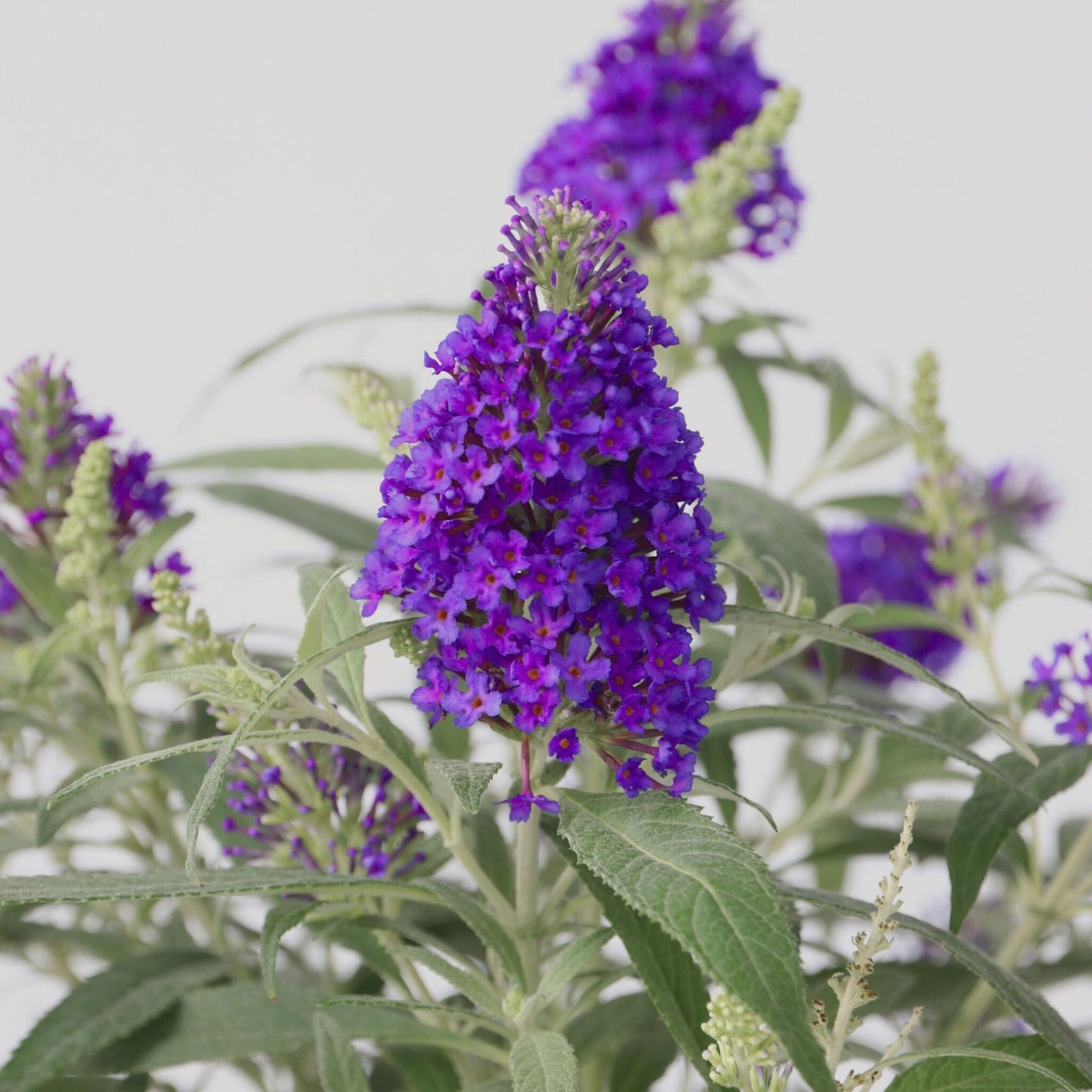 Arbusto De Las Mariposas - Buddleja Davidii 'candy' - Altura 30-40cm - ⌀19cm_3