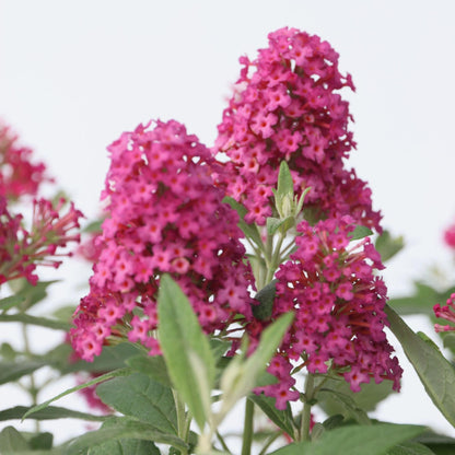 Arbusto De Las Mariposas - Buddleja Davidii 'candy' - Altura 30-40cm - ⌀19cm_3