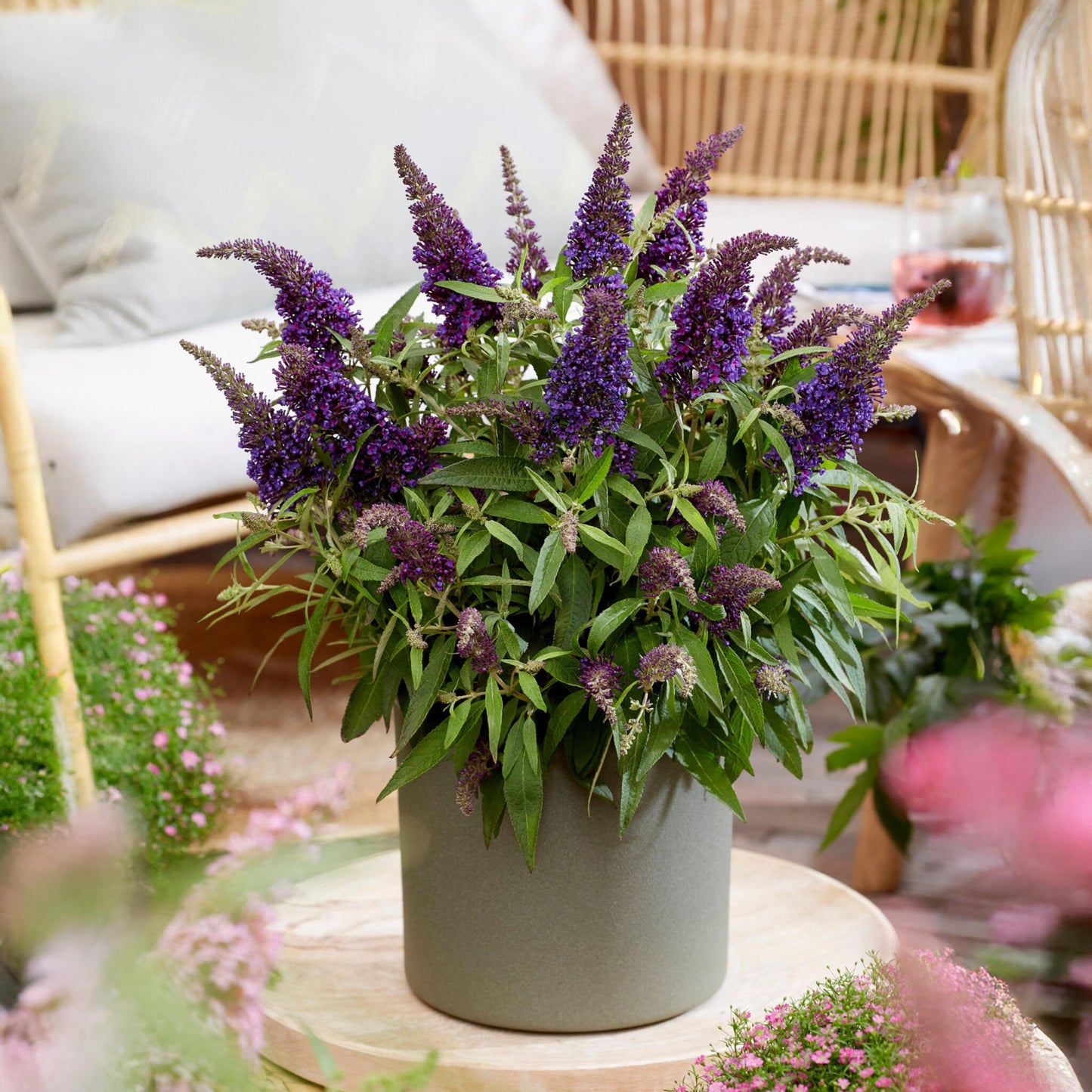 Arbusto De Las Mariposas - Buddleja Davidii 'candy' - Altura 30-40cm - ⌀19cm_4