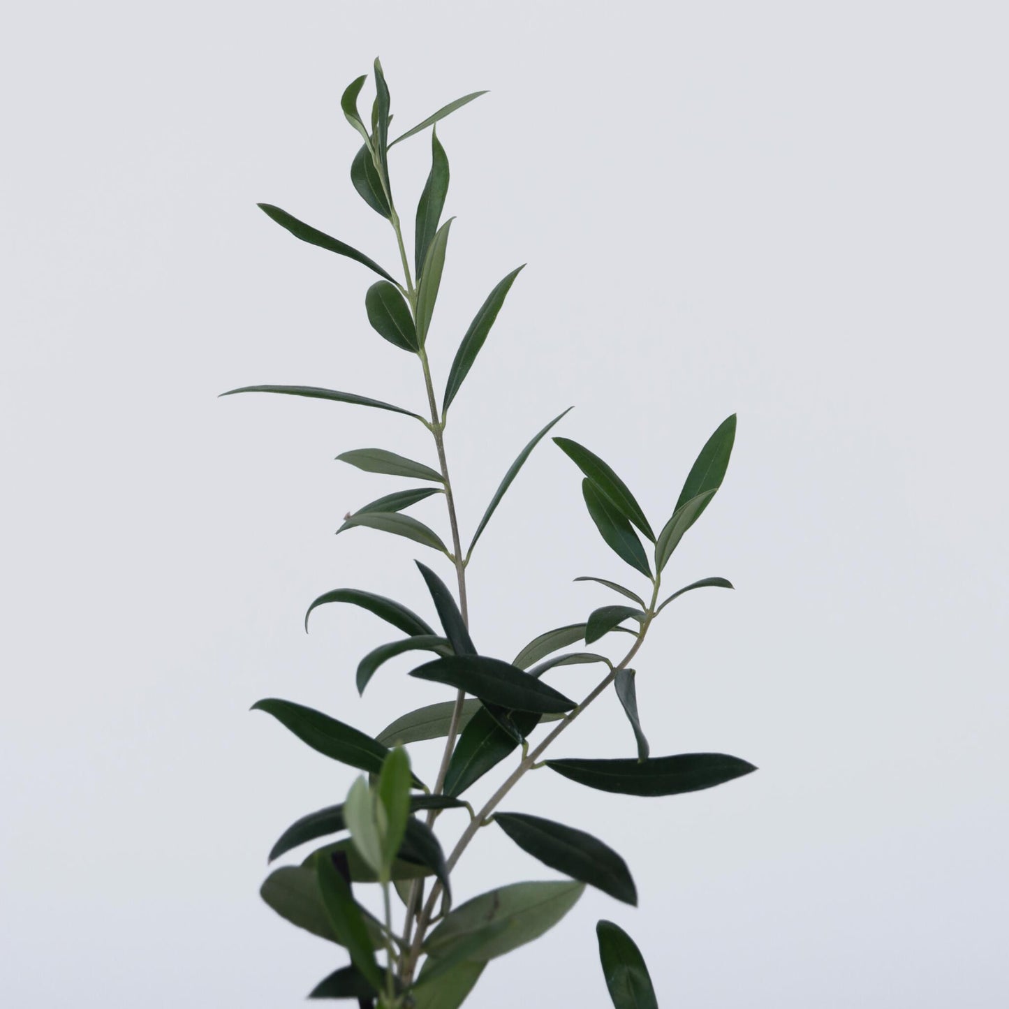 Arbusto De Olivo - 2 Pzs - Olea Europaea - Altura 25-40cm - ⌀9cm_3