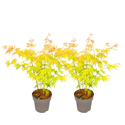 Arce Japonés - 2 Piezas - Acer Palm. 'orange Dream' - Altura 35-55cm - ⌀15cm_0