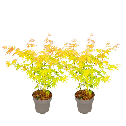 Arce Japonés - 2 Piezas - Acer Palm. 'orange Dream' - Altura 35-55cm - ⌀15cm_0