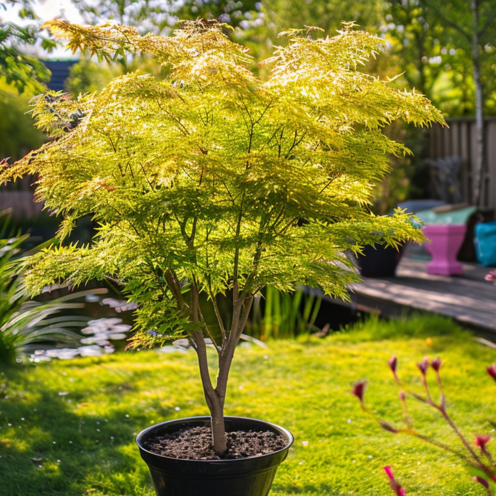 Arce Japonés - 2 Piezas - Acer Palm. 'orange Dream' - Altura 35-55cm - ⌀15cm_1